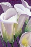 Purple Lillies by Sophia Dare Dentiste