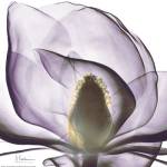Purple Magnolia by Albert Koetsier