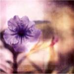 Purple Tranquility I by Emily Robinson