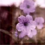 Purple Tranquility II by Emily Robinson