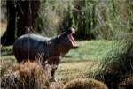 Pygmy Hippopotamus yawning in the forest (Choeropsis liberiensis)