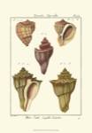 Pyrule Shells, Pl. 434 by Denis Diderot