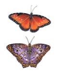 Queen And White Peacock Butterflies by Marilyn Barkhouse