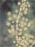Queen Ann's Lace I by Meghan Mcsweeny
