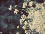 Queen Ann's Lace II by Meghan Mcsweeny