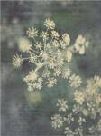 Queen Ann's Lace III by Meghan Mcsweeny