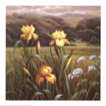 Queen Anne's Lace by Phillip Gustave