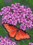 Queen Butterfly by Marilyn Barkhouse