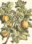 Quince Tree Branch by Duhamel De Monceau