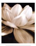 Radiance II by Cinzia Ryan
