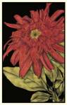 Radiance II by Jennifer Goldberger