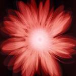 Radiant Gerbera by Hugh Turvey