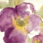 Radiant Poppy I by Chris Paschke