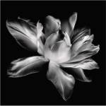 Radiant Tulip I by Donna Geissler