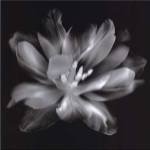 Radiant Tulip III by Donna Geissler