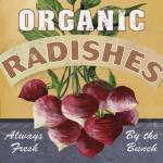 Radishes by Fiona Stokes-Gilbert