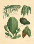 Rainforest Collection I by Betty Whiteaker