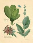 Rainforest Collection III by Betty Whiteaker