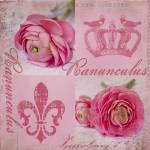 Ranunculus by Andrea Haase
