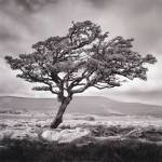 Reaching Upwards by Martin Henson