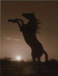 Rearing Horse Silhouette by Robert Dawson