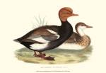 Red-Crested Whistling Duck by Vision Studios