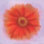Red Dahlia by Anthony Morrow