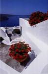 Red Geraniums by Yiorgos Depollas