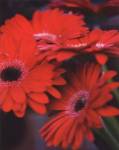Red Gerbera Daisies I by erin berzel