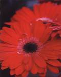Red Gerbera Daisies II by erin berzel