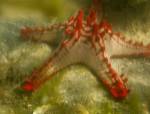 Red Knobbed Starfish, Madagascar, Africa by Tananarive Aubert / Danita Delimont