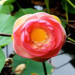 Red Lotus I by Jairo Rodriguez