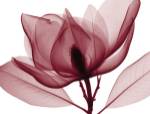 Red Magnolia I (oversize) by Steven N. Meyers