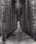 Red Pines, Empire, Michigan by Monte Nagler