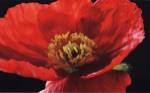 Red Poppy by Amalia Veralli
