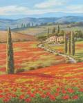 Red Poppy Field by Sung Kim
