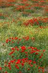 Red Poppy Field in Central Turkey during springtime bloom by Darrell Gulin / Danita Delimont