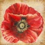Red Poppy on Gold (without stem) by Patricia Pinto