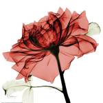 Red Rose by Albert Koetsier
