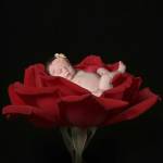 Red Rose I by Tanya Hovey