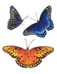 Red Spotted Purple And Brilliant Eye Jewel Butterflies by Marilyn Barkhouse