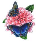 Red Spotted Purple Butterfly-II by Marilyn Barkhouse