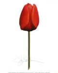 Red Tulip by Jay Schadler