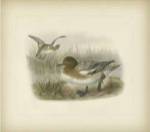 Redcrested Pochard by J.G. Keuleman