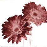 RedDaisies by Dick and Diane Stefanich