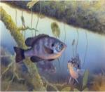 Redear Sunfish