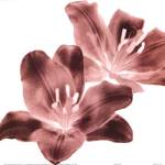 RedLilies by Dick and Diane Stefanich