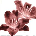 RedLilies by Dick and Diane Stefanich