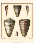 Redoute Shells I by Ehret and Redoute