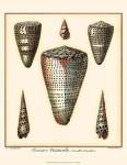 Redoute Shells II by Ehret and Redoute